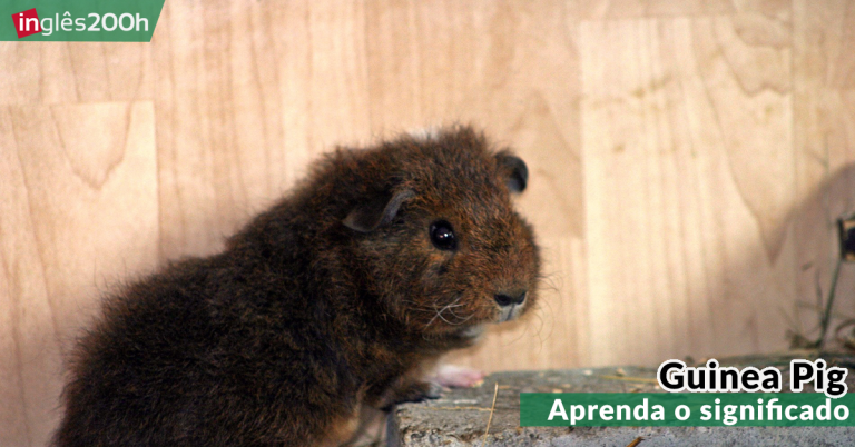 Expressões: Veja o significado do termo ‘Guinea Pig’